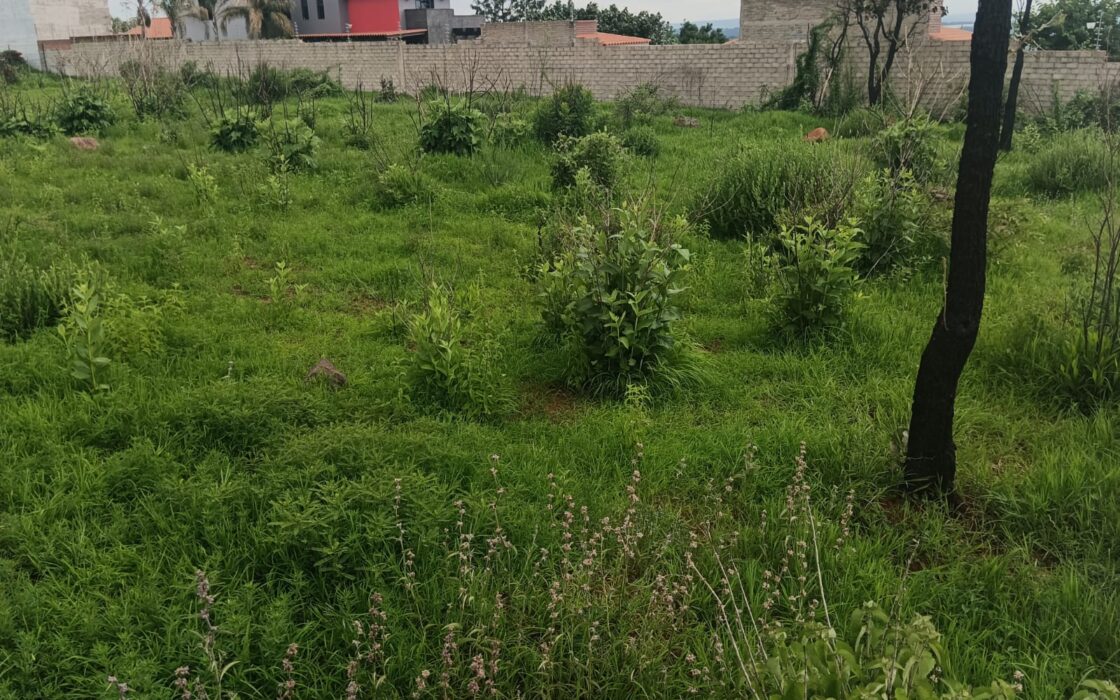 VENTA DE 2 LOTES FRACCIONAMIENTO RECIDENCIAL CAMPRESTRE PASEO DE LOS ENCINOS