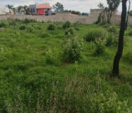 VENTA DE 2 LOTES FRACCIONAMIENTO RECIDENCIAL CAMPRESTRE PASEO DE LOS ENCINOS