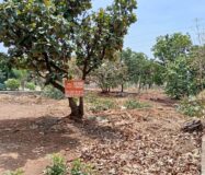 VENTA DE LOTE CAMPESTRE OJO DE AGUA DE VERDUM CERCA DE LOS ALACATES