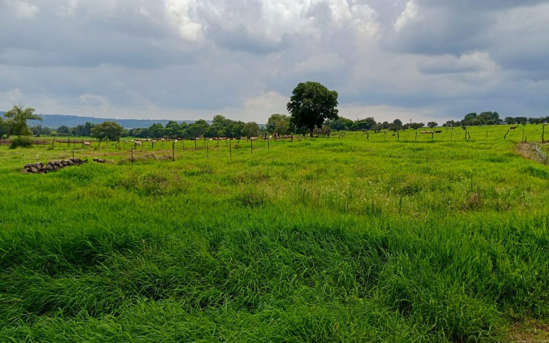 VENTA de Lote a pie de carretera a sólo 3 minutos de San José de Gracia