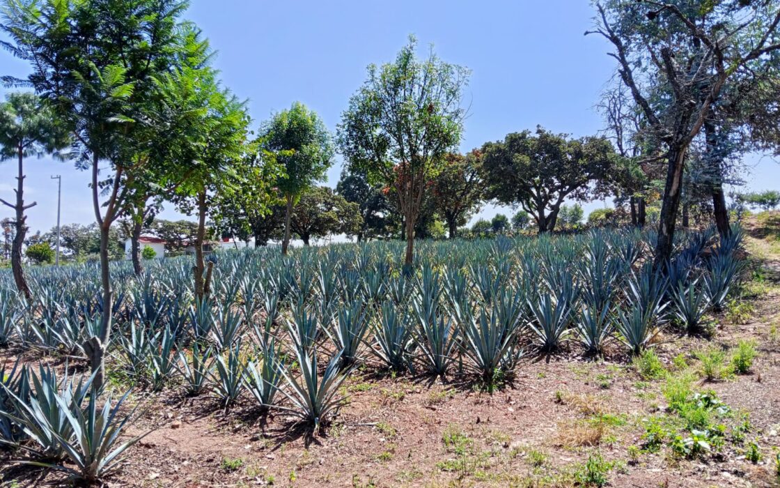 SE VENDE PROPIEDAD CERRO DE LA CAMPANA