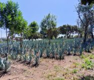 SE VENDE PROPIEDAD CERRO DE LA CAMPANA