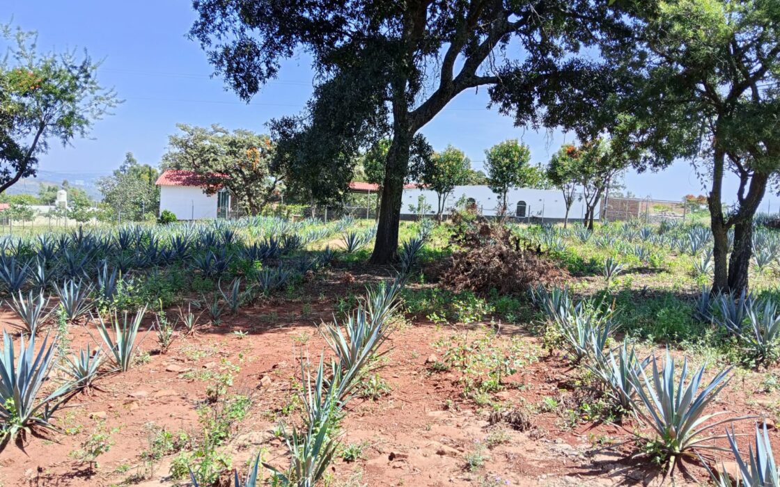 SE VENDE PROPIEDAD CERRO DE LA CAMPANA