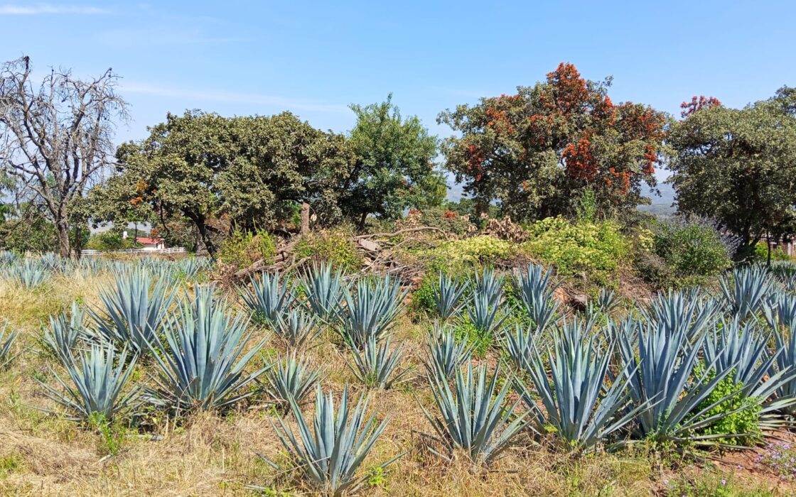 SE VENDE PROPIEDAD CERRO DE LA CAMPANA
