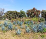 SE VENDE PROPIEDAD CERRO DE LA CAMPANA