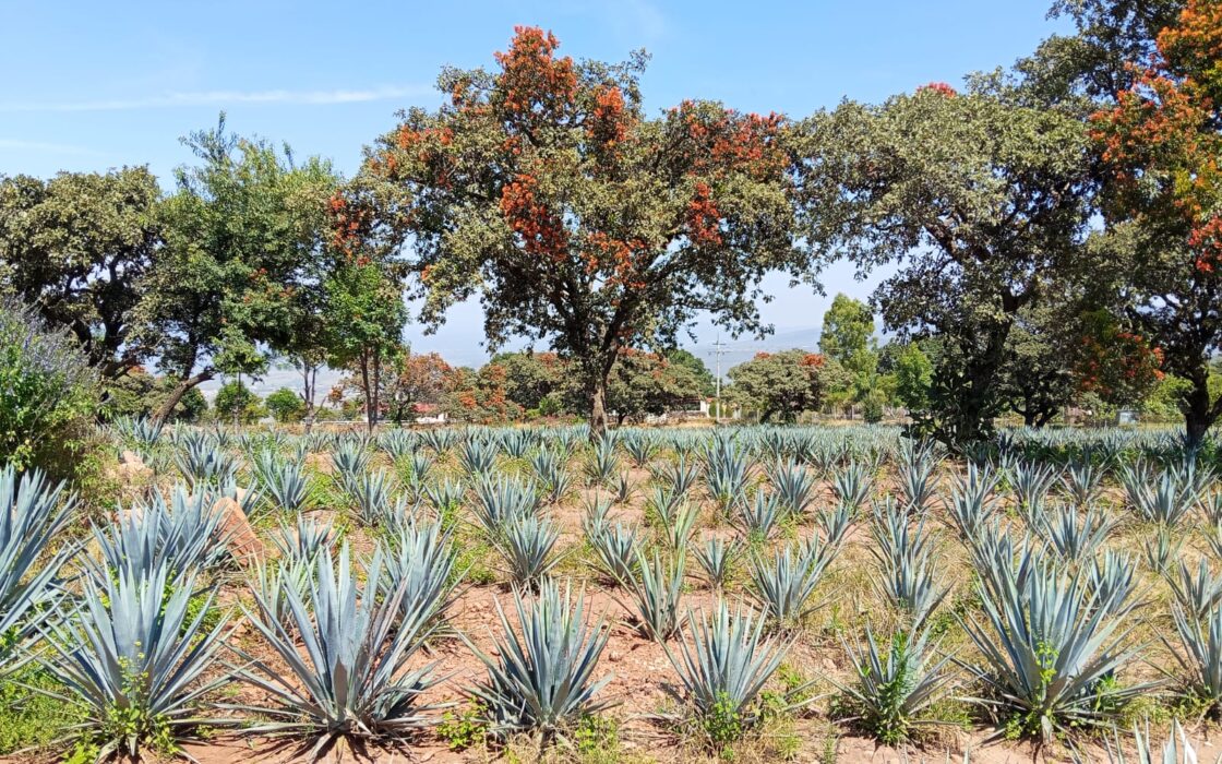 SE VENDE PROPIEDAD CERRO DE LA CAMPANA