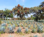 SE VENDE PROPIEDAD CERRO DE LA CAMPANA