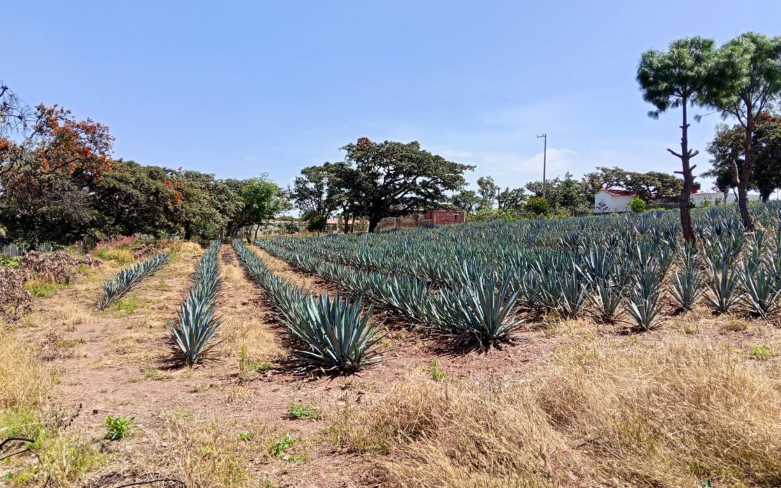 SE VENDE PROPIEDAD CERRO DE LA CAMPANA