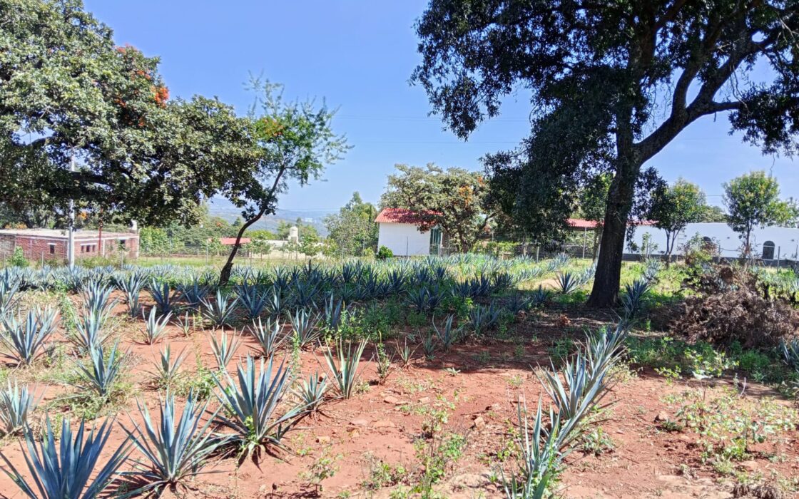 SE VENDE PROPIEDAD CERRO DE LA CAMPANA